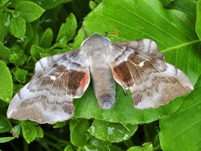 Laothoe populi