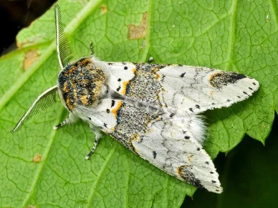 Furcula furcula