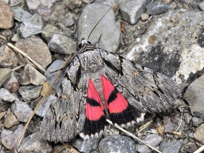 Catocala lupina