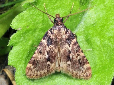 Aglossa caprealis