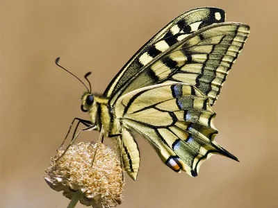 Papilio (Papilio) machaon