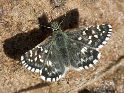 Pyrgus malvae