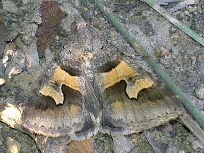 Drasteria caucasica