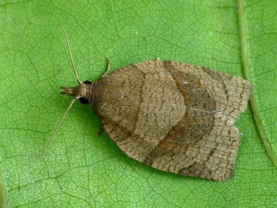 Pandemis dumetana