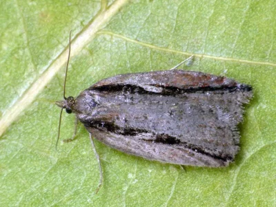 Acleris umbrana