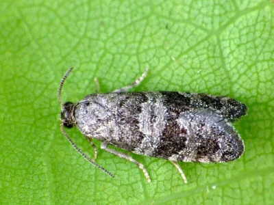 Corticivora piniana