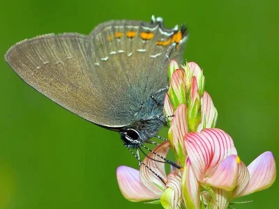 Satyrium (Nordmannia) ilicis