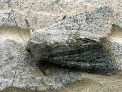 Ammoconia reisseri