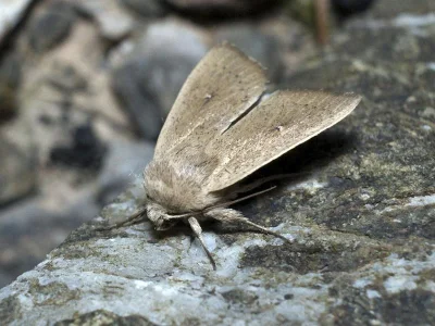 Mythimna (Sablia) sicula