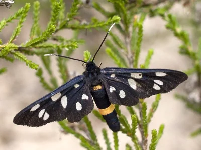 Amata (Syntomis) phegea