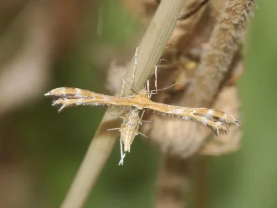 Oxyptilus distans