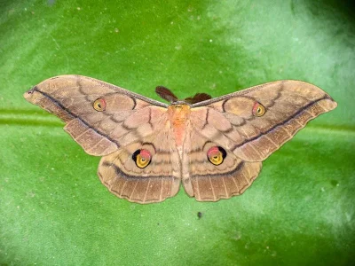 Antheraea (Antheraea) yamamai