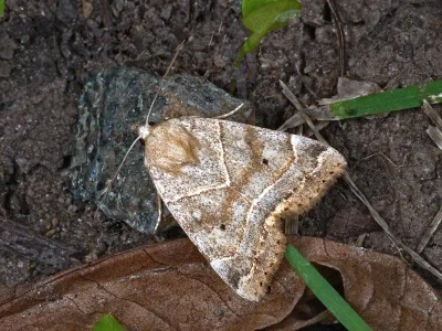 Cosmia (Calymnia) trapezina
