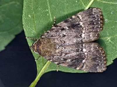 Amphipyra (Amphipyra) pyramidea