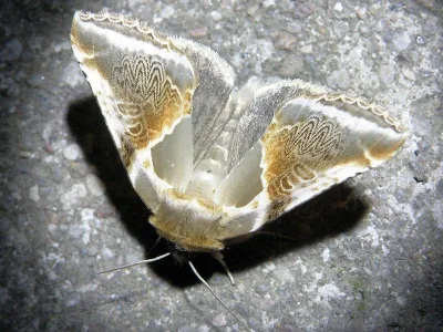 Habrosyne pyritoides