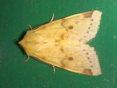 Xanthia (Cirrhia) icteritia