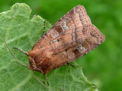 Diarsia rubi