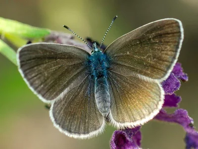 Glaucopsyche alexis