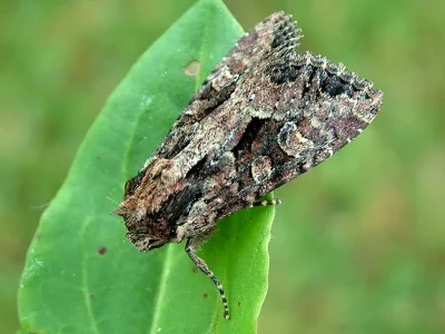 Apamea (Apamea) remissa