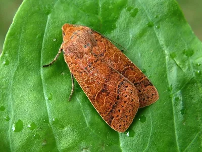 Agrochola (Anchoscelis) nitida