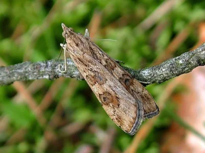 Nomophila noctuella