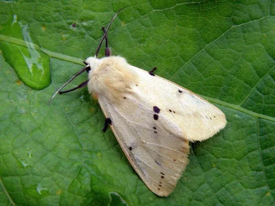 Spilarctia (Spilarctia) lutea