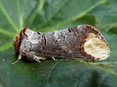 Phalera bucephala