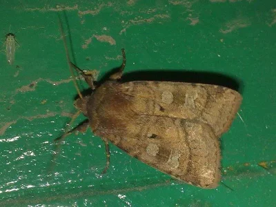 Diarsia rubi