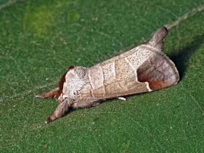 Clostera curtula