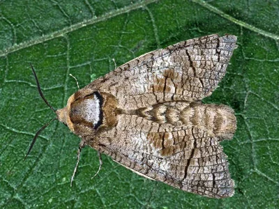 Cossus cossus