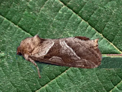 Triodia sylvina