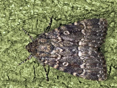 Amphipyra (Amphipyra) berbera