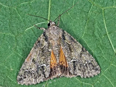 Polyphaenis sericata
