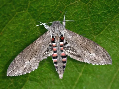 Agrius convolvuli