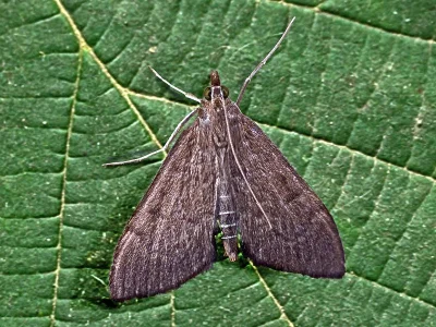 Anania terrealis