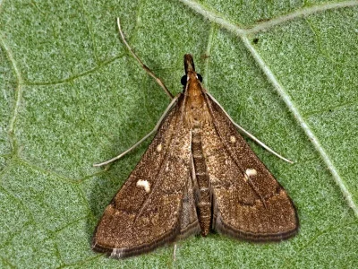 Dolicharthria punctalis
