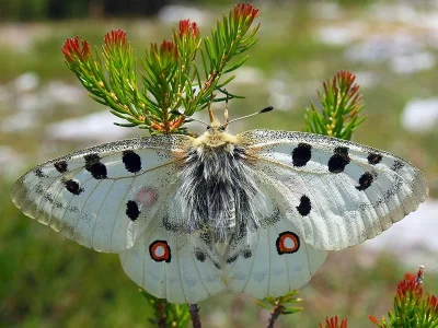 Parnassius (Parnassius) apollo