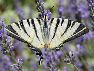 Iphiclides podalirius