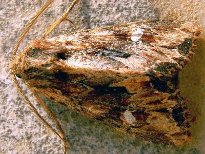 Polymixis (Parabrachionycha) leuconota