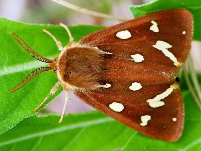 Arctia aulica
