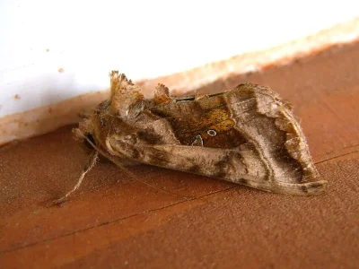 Autographa jota