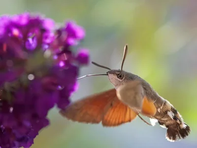Macroglossum stellatarum