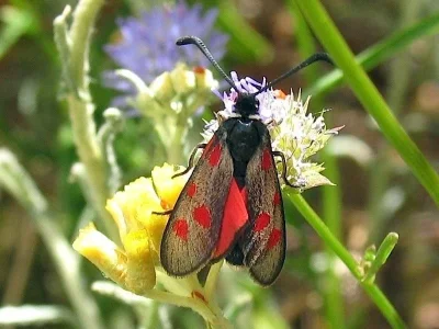 Zygaena (Mesembrynus) corsica