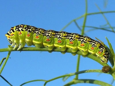 Papilio (Papilio) hospiton