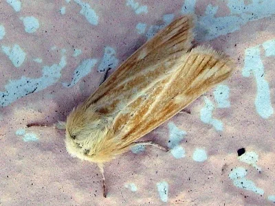 Oria musculosa