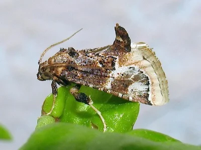 Loryma egregialis
