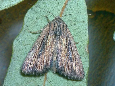 Leucania putrescens
