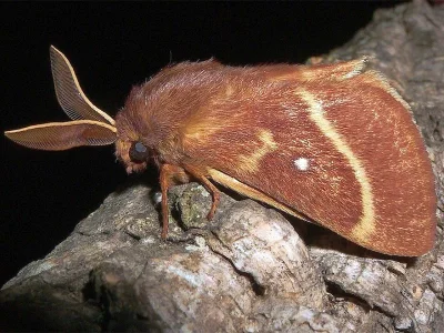 Lasiocampa (Pachygastria) trifolii
