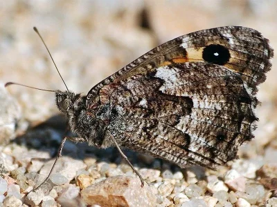 Hipparchia (Parahipparchia) aristaeus