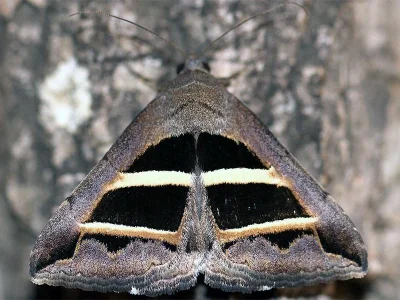 Grammodes bifasciata